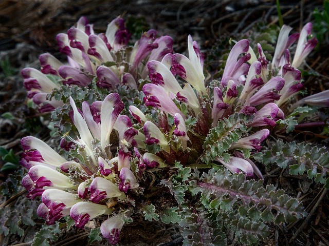 Pedicularis centranthera 17-5185.jpg